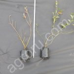 Саженцы голубики