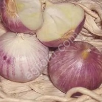 Однозубка чеснока сорта Любаша