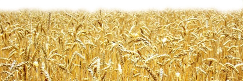 Пшеница США: торги пятницы завершились в плюсе