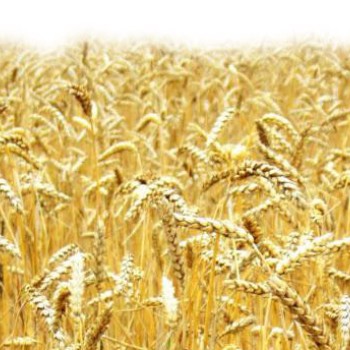 Пшеница США: торги пятницы завершились в плюсе