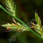 Семена однолетних и многолетних трав (злаковые)