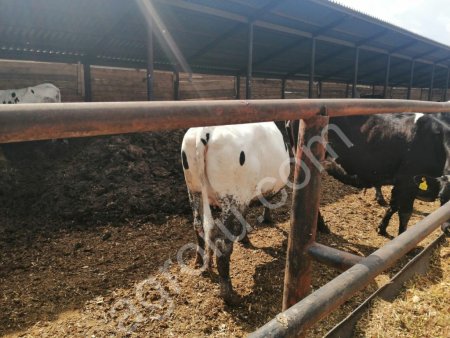 Нетеля племенные молочные КРС