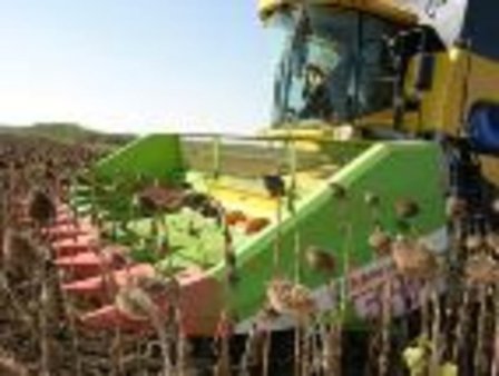 В Саратовской области собрано более 530 тыс. тонн подсолнечника