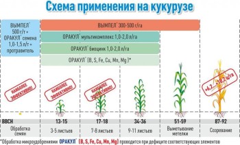 Эффективное выращивание кукурузы