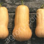 Тыква оптом