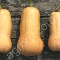 Тыква оптом