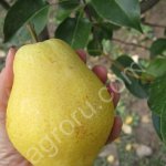 Саженцы груши оптом и в розницу от производителя