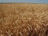 Хлеборобы бегают за перекупщиком несколько месяцев