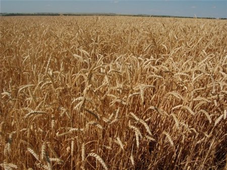 Хлеборобы бегают за перекупщиком несколько месяцев