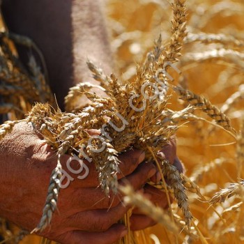 Пшеница дорожает вопреки усилиям Минсельхоза, - Краткий обзор рынка зерна