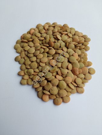 Чечевица зеленая