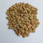 Чечевица зеленая