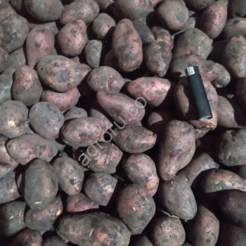 Бюджетный картофель, сорт Розара, фракция 3, вес клубней (г) 50