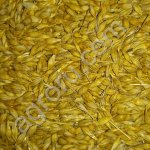 Ячмень ПИВОВАРЕННЫЙ