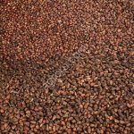 Кедровые орехи