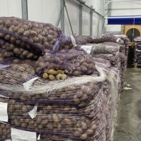 Картофель оптом, от производителя