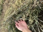 Сено люцерна с клевером