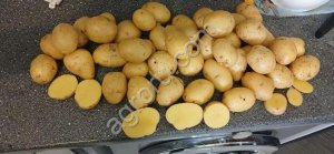 Картофель бюджетный от 20 тонн