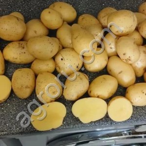 Картофель бюджетный от 20 тонн