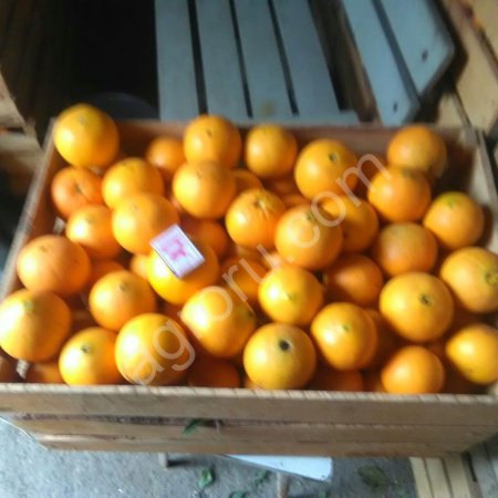 Апельсины оптом