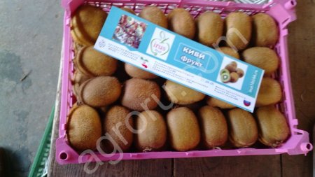 КИВИ сорта Хейворд