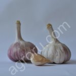 Чеснок продовольственный
