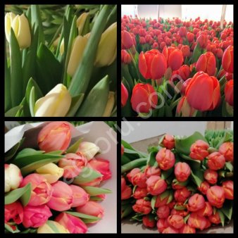 Тюлпаны оптом и в розницу.