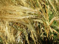 Семена ярового ячменя Ратник, Леон, Эней УА, Вакула, Щедрый, Прерия, Грис, Федос