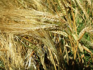 Семена ярового ячменя Ратник, Леон, Эней УА, Вакула, Щедрый, Прерия, Грис, Федос