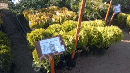 саженцы Туи