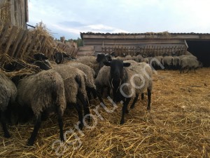 Бараны Романовской породы.