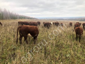 стадо герефордской  породы