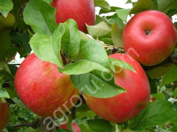 Яблоки Джонаголд