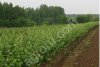 Саженцы плодовых культур