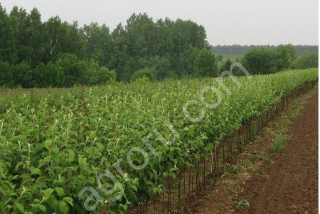 Саженцы плодовых культур