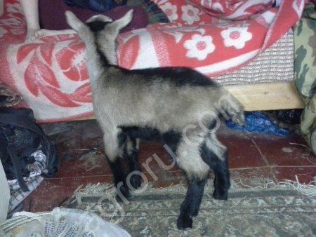 Племенные альпийские козлята