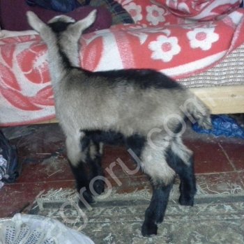 Разместить объявление о продаже коз и коз в Московской области