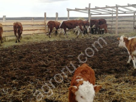 Телки Герефорд смесь Белоголовой