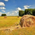 Травосмесь Сенокосная