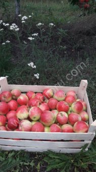 Яблок оптам