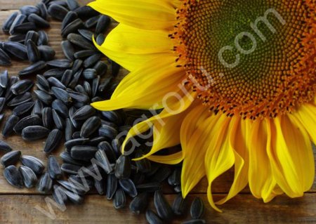 СемечкаСПК