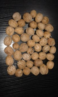 кругляк и ядро грецкого ореха