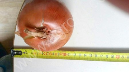 Лук репчатый от производителя, октябрь 2016г