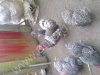 Цыплята брама, арпинтоны, конхинхины, джерсийские и яйца этих пород
