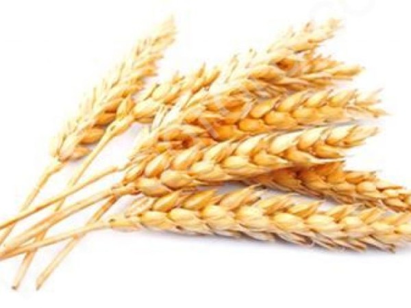 пшеницу 3,4 класса, фураж