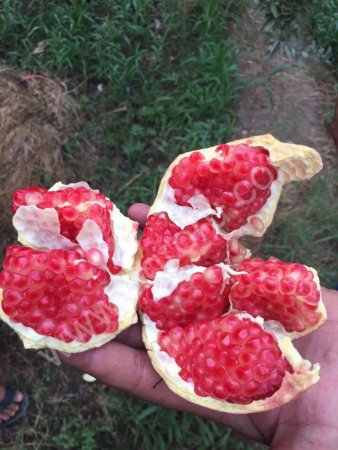 Грант из Египта