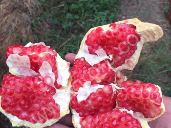 Грант из Египта