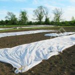 Агроспан - укрывной материал