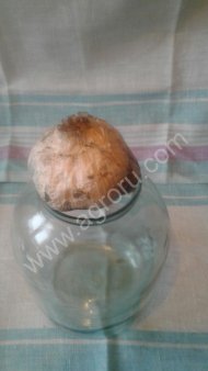 Рокамболь (лук причесночный)