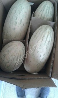 Дыня Торпеда